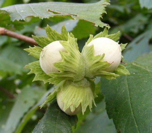 как растет фундук