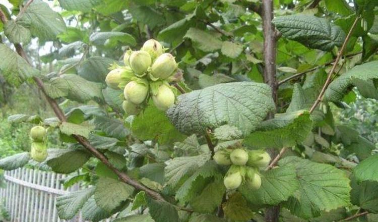 как растет фундук